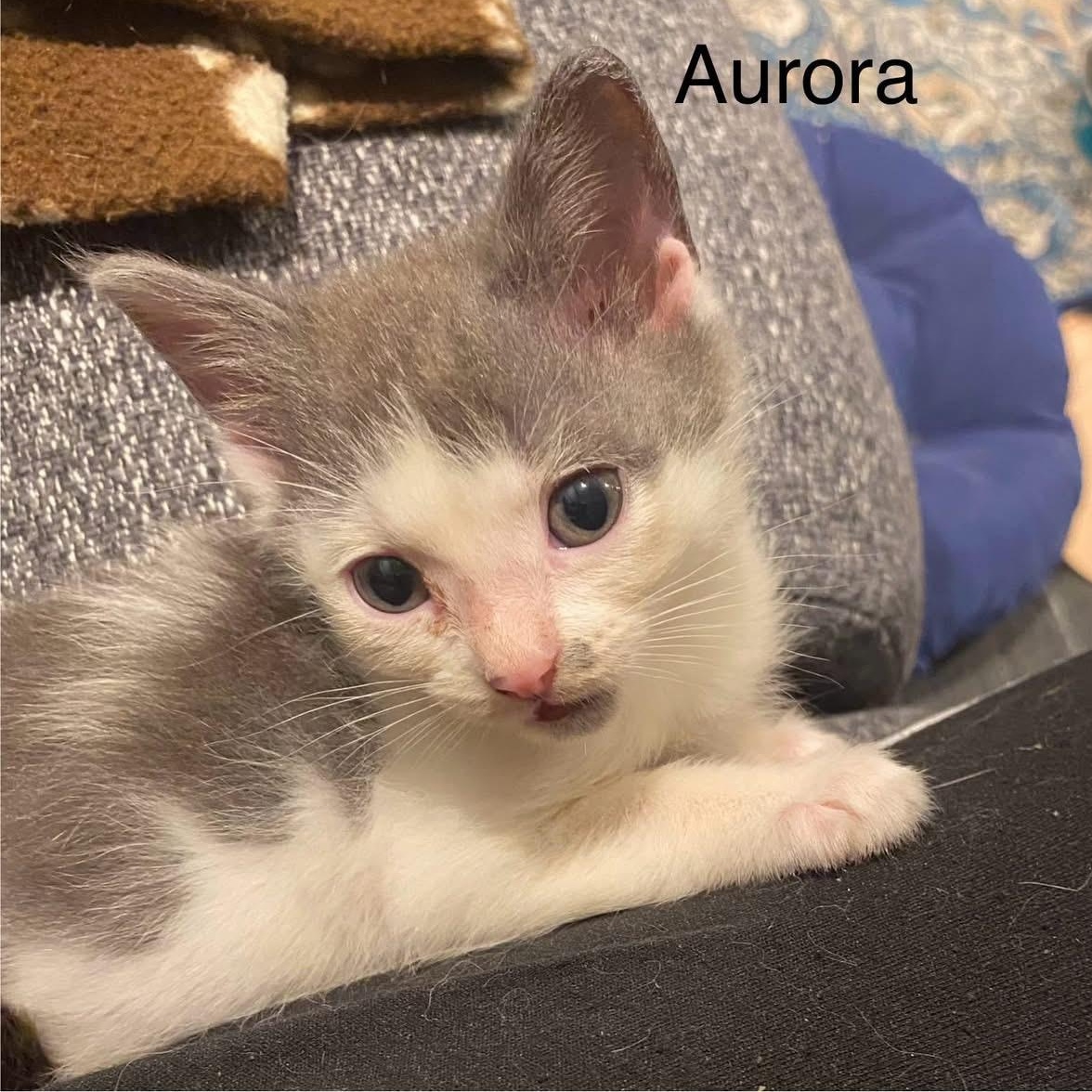 Aurora