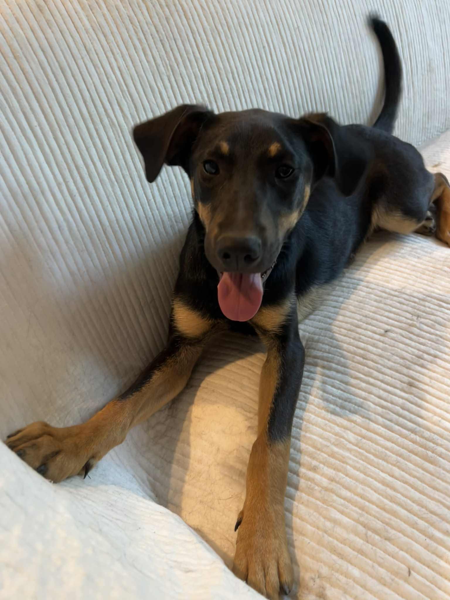 Enlarge Oliver, a Adoptable mixed breed in Moosup, CT image 3/6