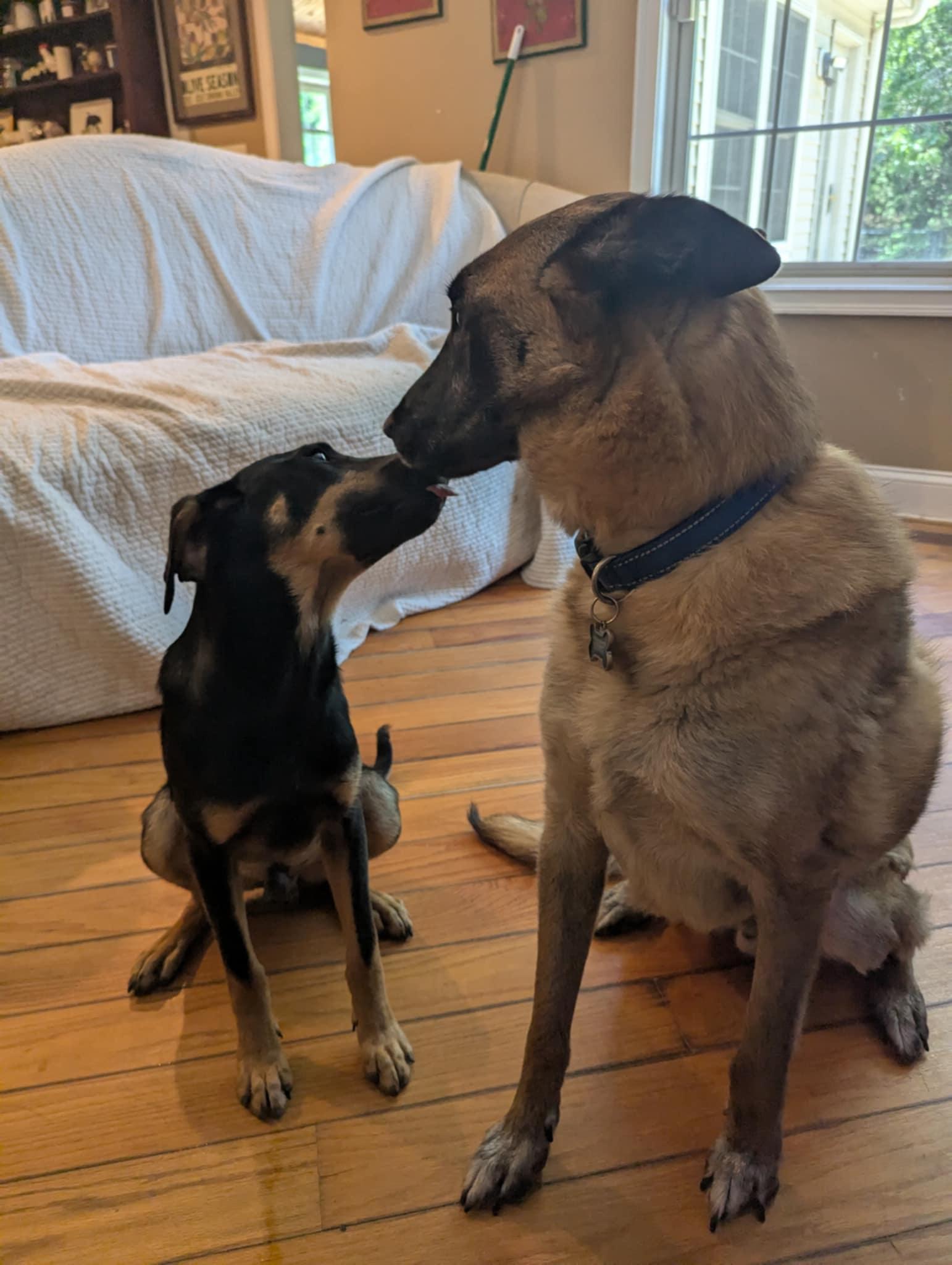 Enlarge Oliver, a Adoptable mixed breed in Moosup, CT image 4/6