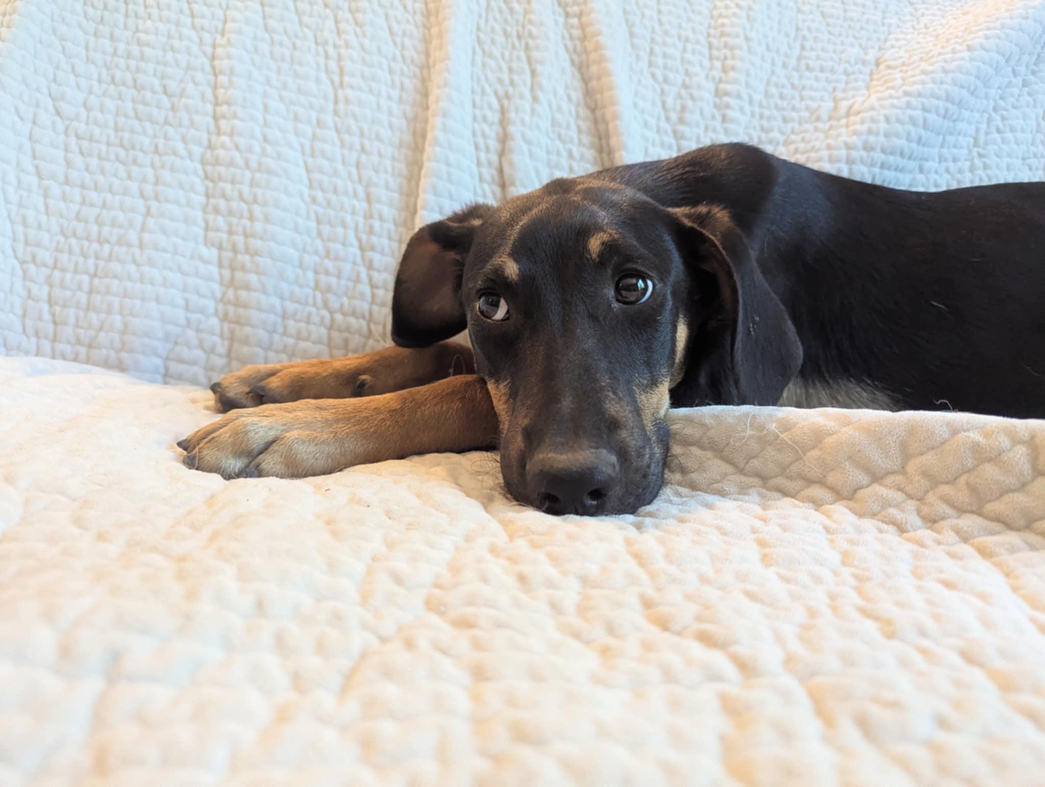 Enlarge Oliver, a Adoptable mixed breed in Moosup, CT image 5/6