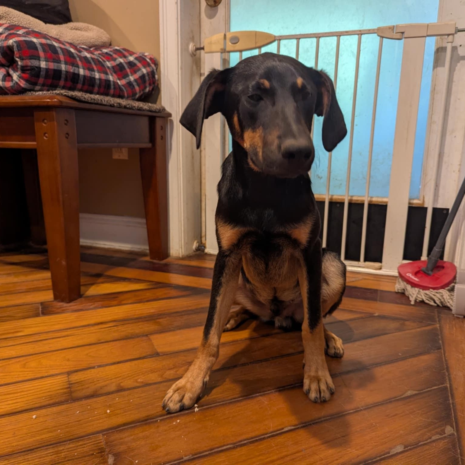 Enlarge Oliver, a Adoptable mixed breed in Moosup, CT image 1/6