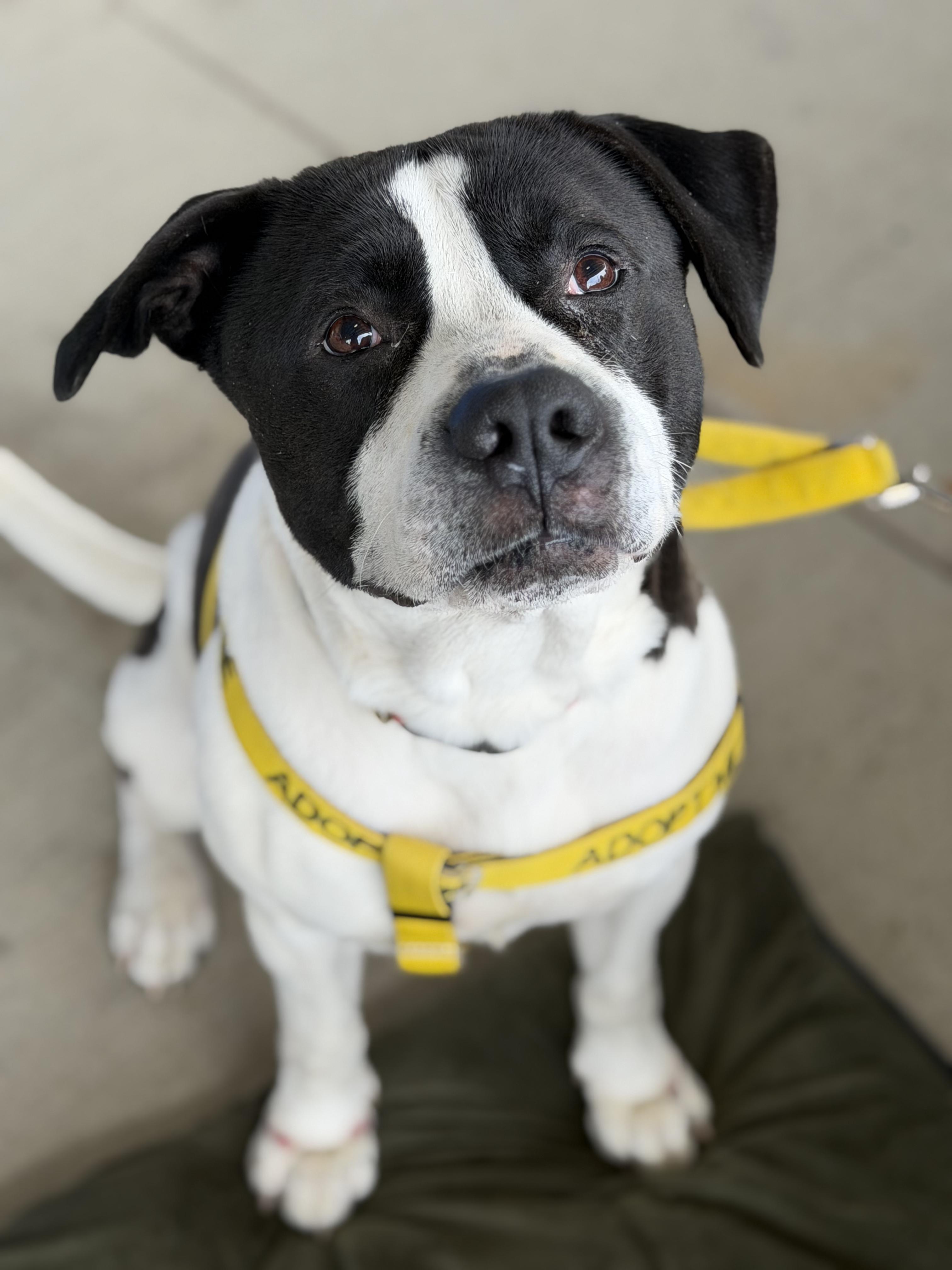 Enlarge Melon, a ADOPTABLE Mixed Breed in Petersburg, VA image 4/6