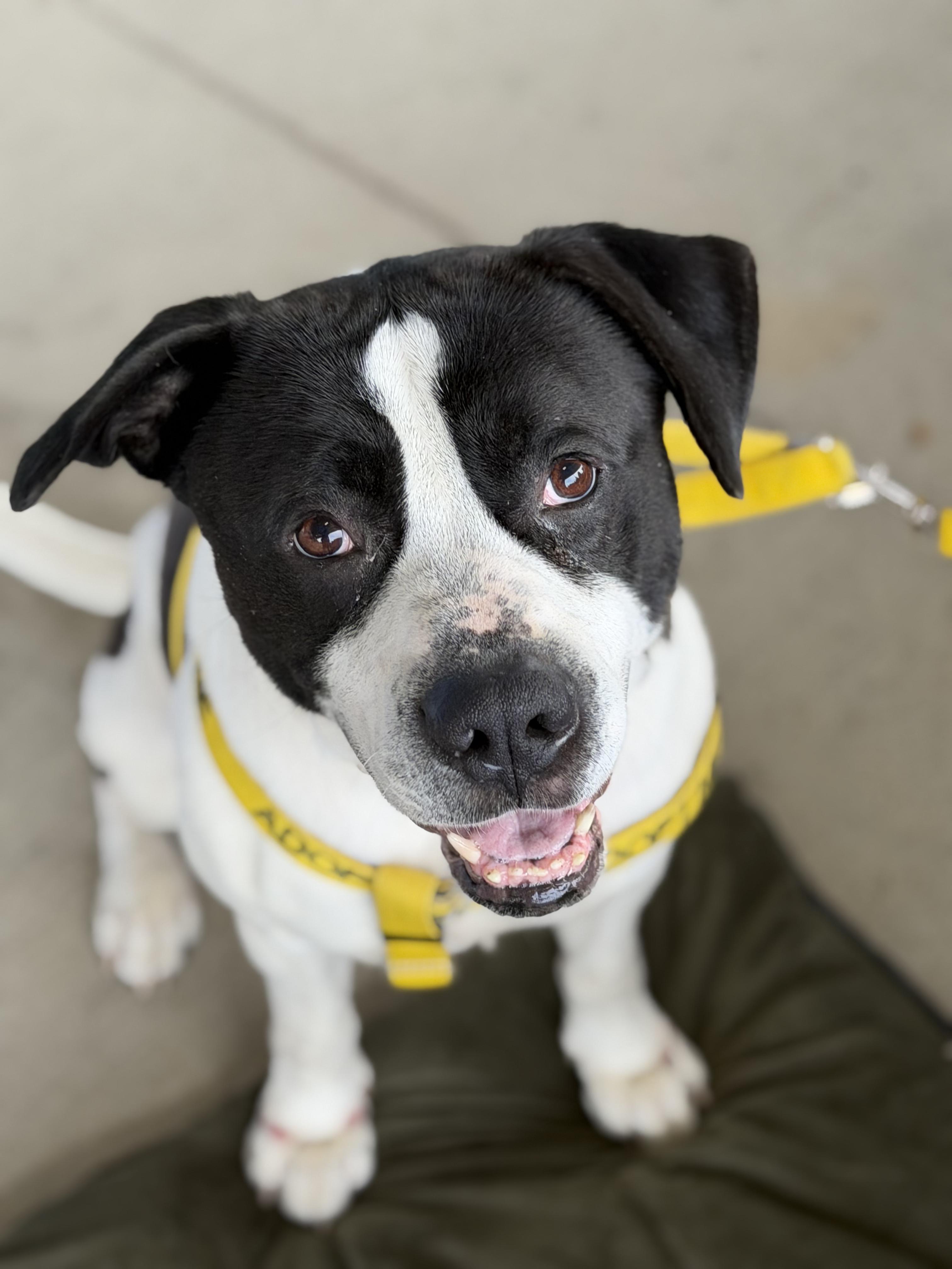 Enlarge Melon, a ADOPTABLE Mixed Breed in Petersburg, VA image 5/6