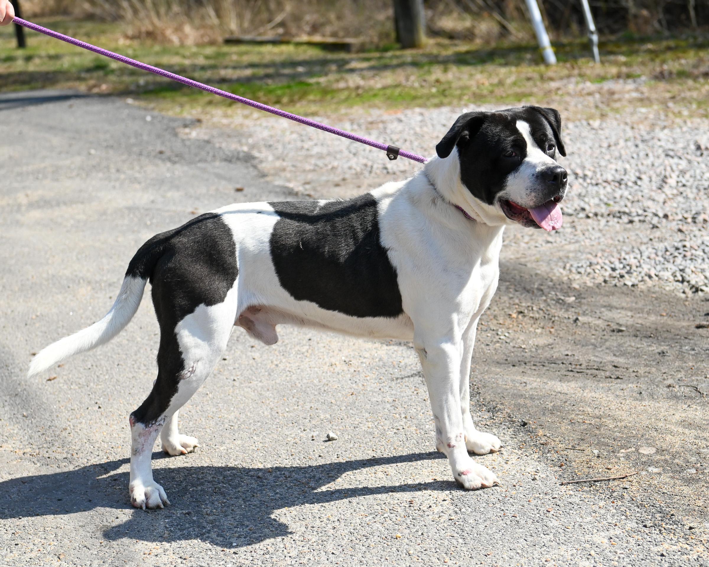Enlarge Melon, a ADOPTABLE Mixed Breed in Petersburg, VA image 6/6