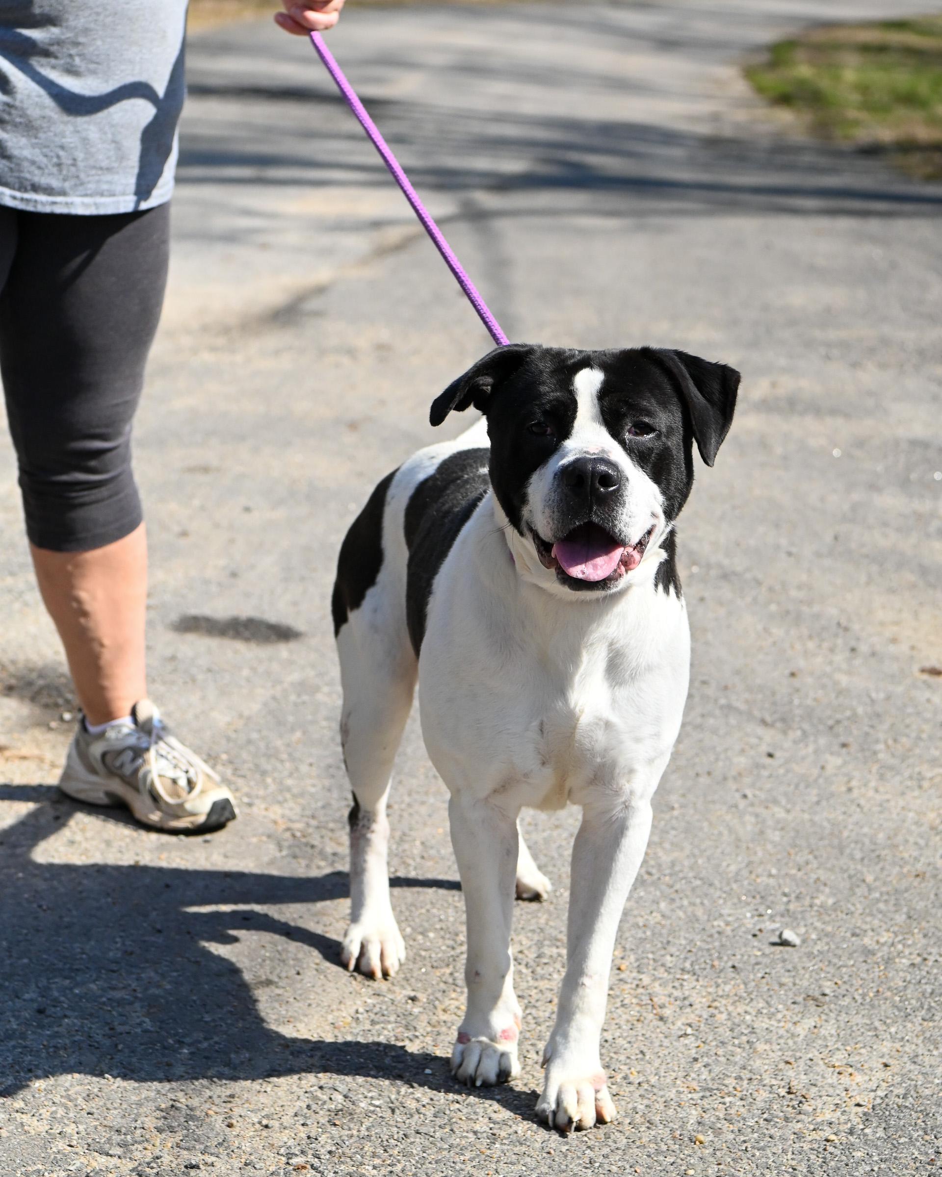 Melon, ADOPTABLE, Adult Male Mixed Breed.