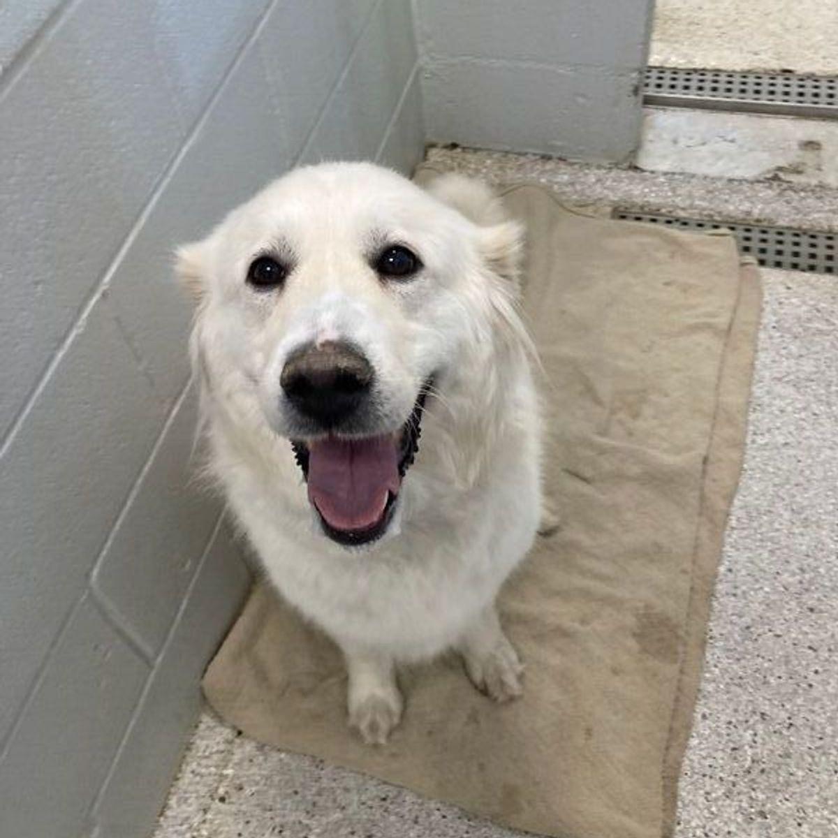 Nelly, Adoptable, Adult Female Great Pyrenees & Anatolian Shepherd.