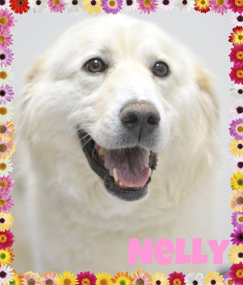 Nelly, a Adoptable mixed breed in Lake Havasu City, AZ image 2/2