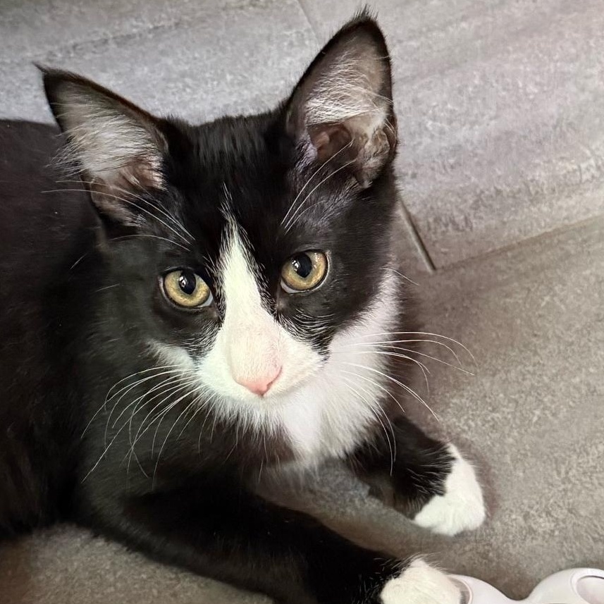 Happy Honey, Adoptable, Young Female Domestic Medium Hair.