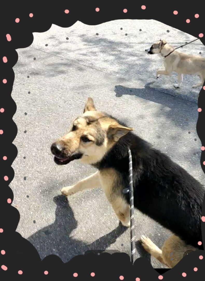 Chan Chan Chance Me! Choose Me!!, a Adoptable German Shepherd Dog in Manhattan Beach, CA image 1/6