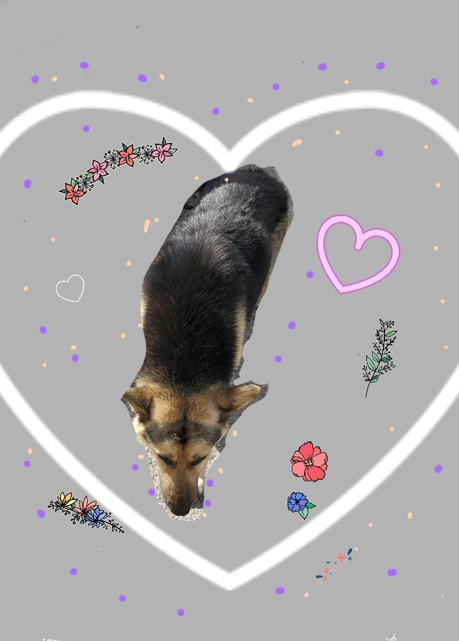 Chan Chan Chance Me! Choose Me!!, a Adoptable German Shepherd Dog in Manhattan Beach, CA image 2/6