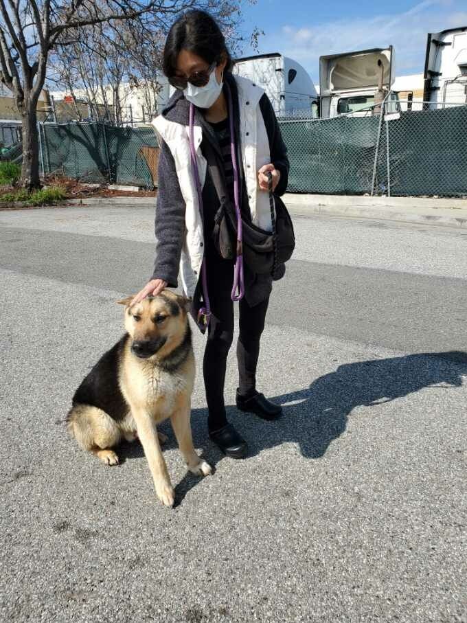 Chan Chan Chance Me! Choose Me!!, a Adoptable German Shepherd Dog in Manhattan Beach, CA image 3/6