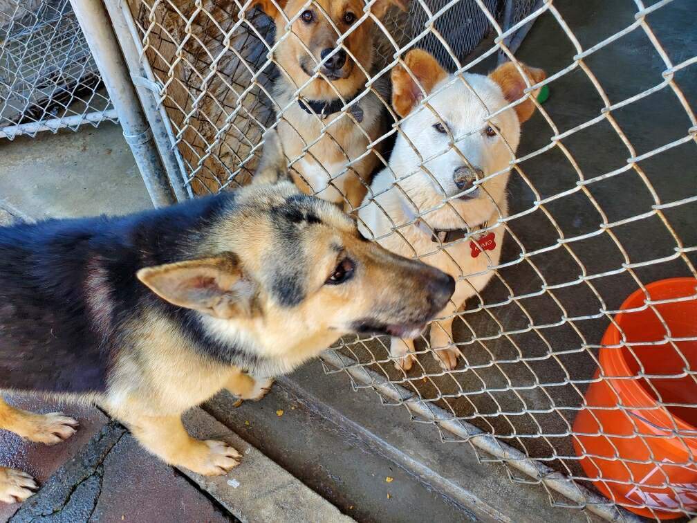 Chan Chan Chance Me! Choose Me!!, a Adoptable German Shepherd Dog in Manhattan Beach, CA image 4/6