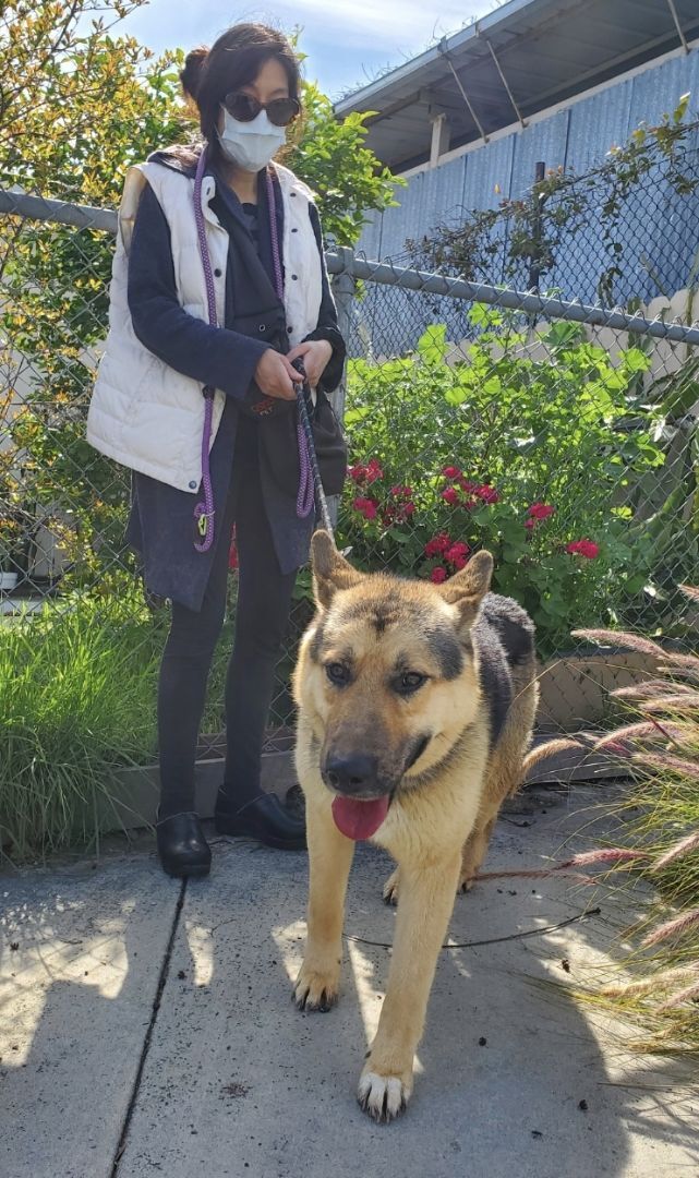 Chan Chan Chance Me! Choose Me!!, a Adoptable German Shepherd Dog in Manhattan Beach, CA image 5/6