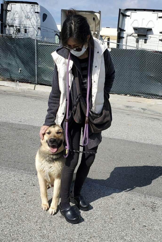 Chan Chan Chance Me! Choose Me!!, a Adoptable German Shepherd Dog in Manhattan Beach, CA image 6/6