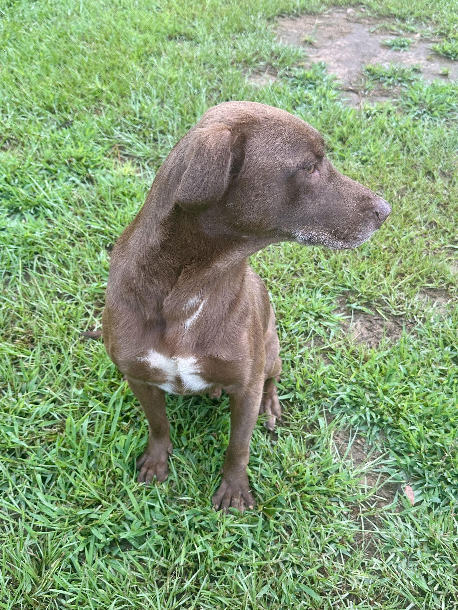 Hunter, a Adoptable Labrador Retriever in Eastman, GA image 2/4