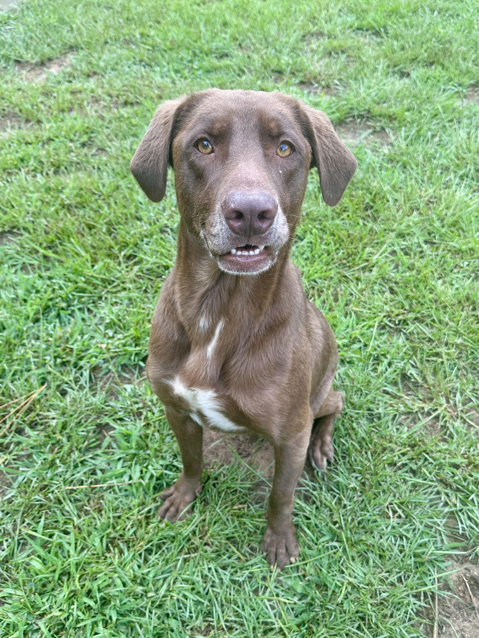 Hunter, a Adoptable Labrador Retriever in Eastman, GA image 3/4