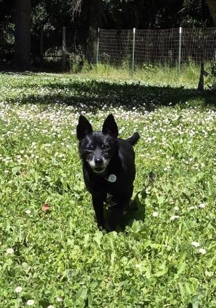 Enlarge Benny, a ADOPTABLE mixed breed in Eugene, OR image 2/2
