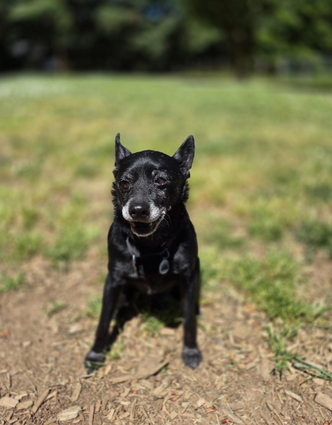 Enlarge Benny, a ADOPTABLE mixed breed in Eugene, OR image 1/2