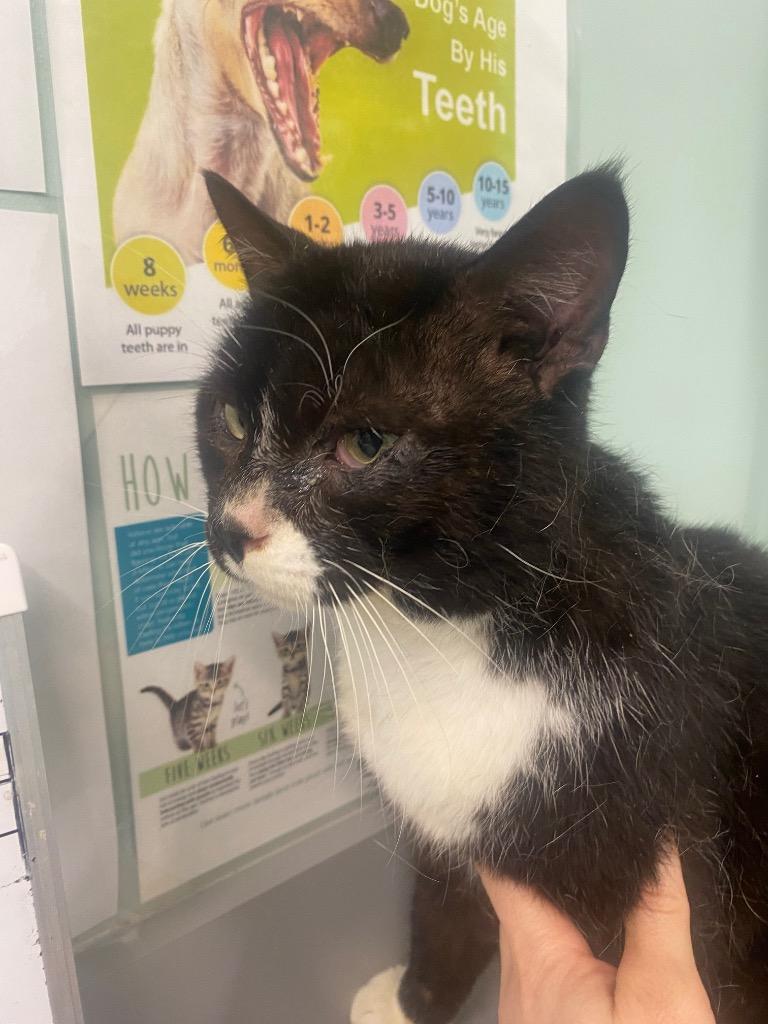 LB, Adoptable, Young Male Domestic Short Hair.