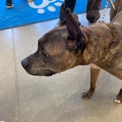 Pip Pip Cheerio, a Adoptable Pit Bull Terrier in York, PA image 1/6