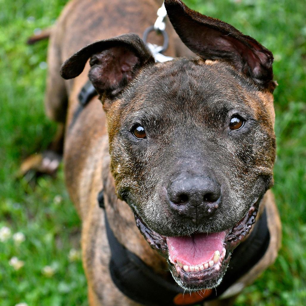 Pip Pip Cheerio, a Adoptable Pit Bull Terrier in York, PA image 2/6