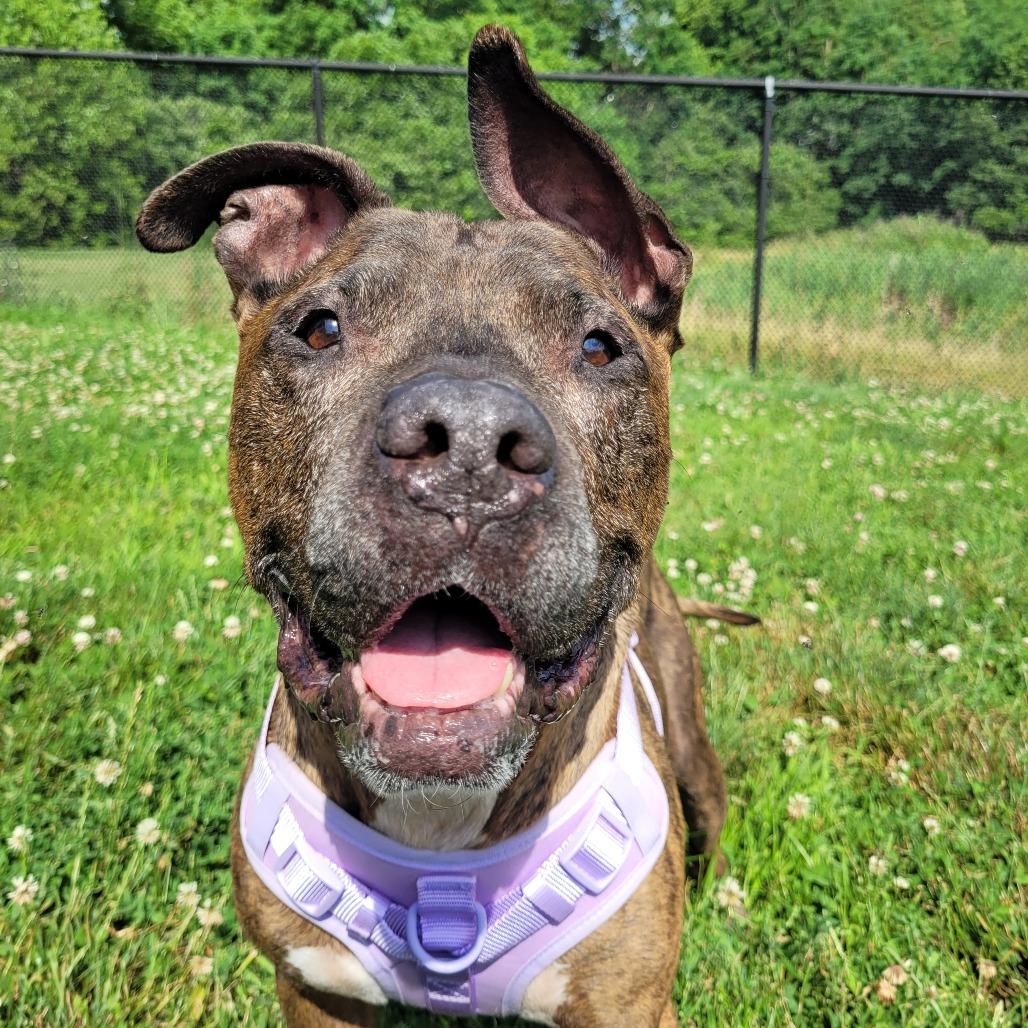 Pip Pip Cheerio, a Adoptable Pit Bull Terrier in York, PA image 2/6