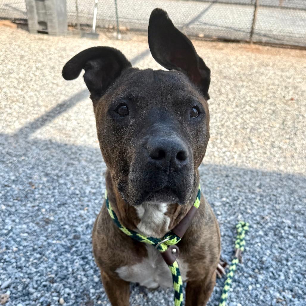 Pip Pip Cheerio, a Adoptable Pit Bull Terrier in York, PA image 3/6