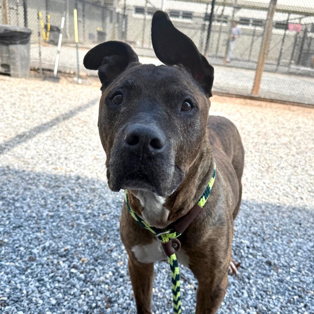 Pip Pip Cheerio, a Adoptable Pit Bull Terrier in York, PA image 4/6
