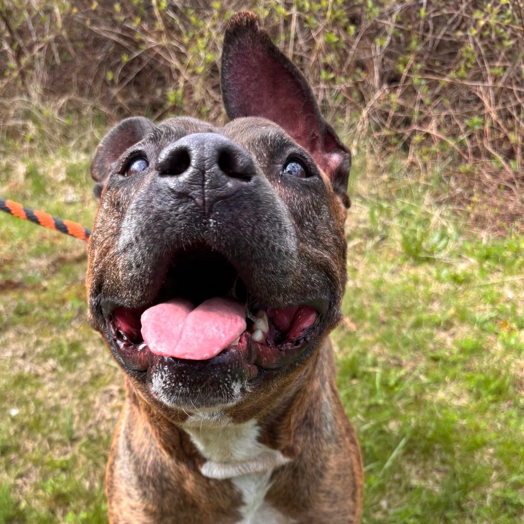 Pip Pip Cheerio, a Adoptable Pit Bull Terrier in York, PA image 5/6