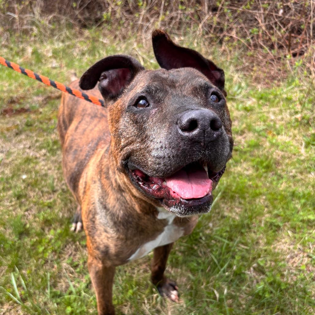 Pip Pip Cheerio, a Adoptable Pit Bull Terrier in York, PA image 6/6