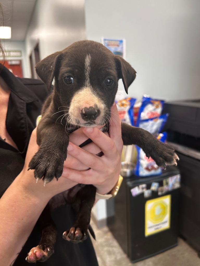 Kendrick, Adoptable, Puppy Male Pit Bull Terrier.