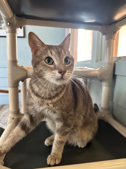 Enlarge CLEOPATRA, a ADOPTABLE mixed breed in Fernandina Beach, FL image 2/2