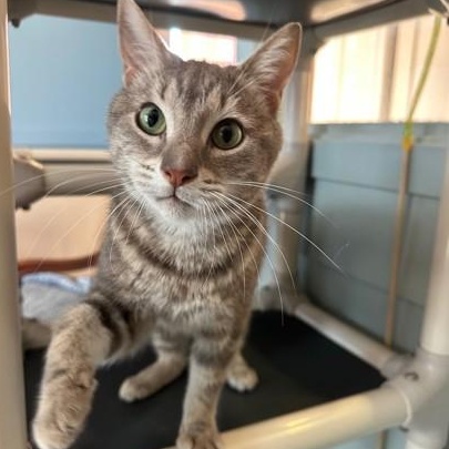 Enlarge CLEOPATRA, a ADOPTABLE mixed breed in Fernandina Beach, FL image 1/2