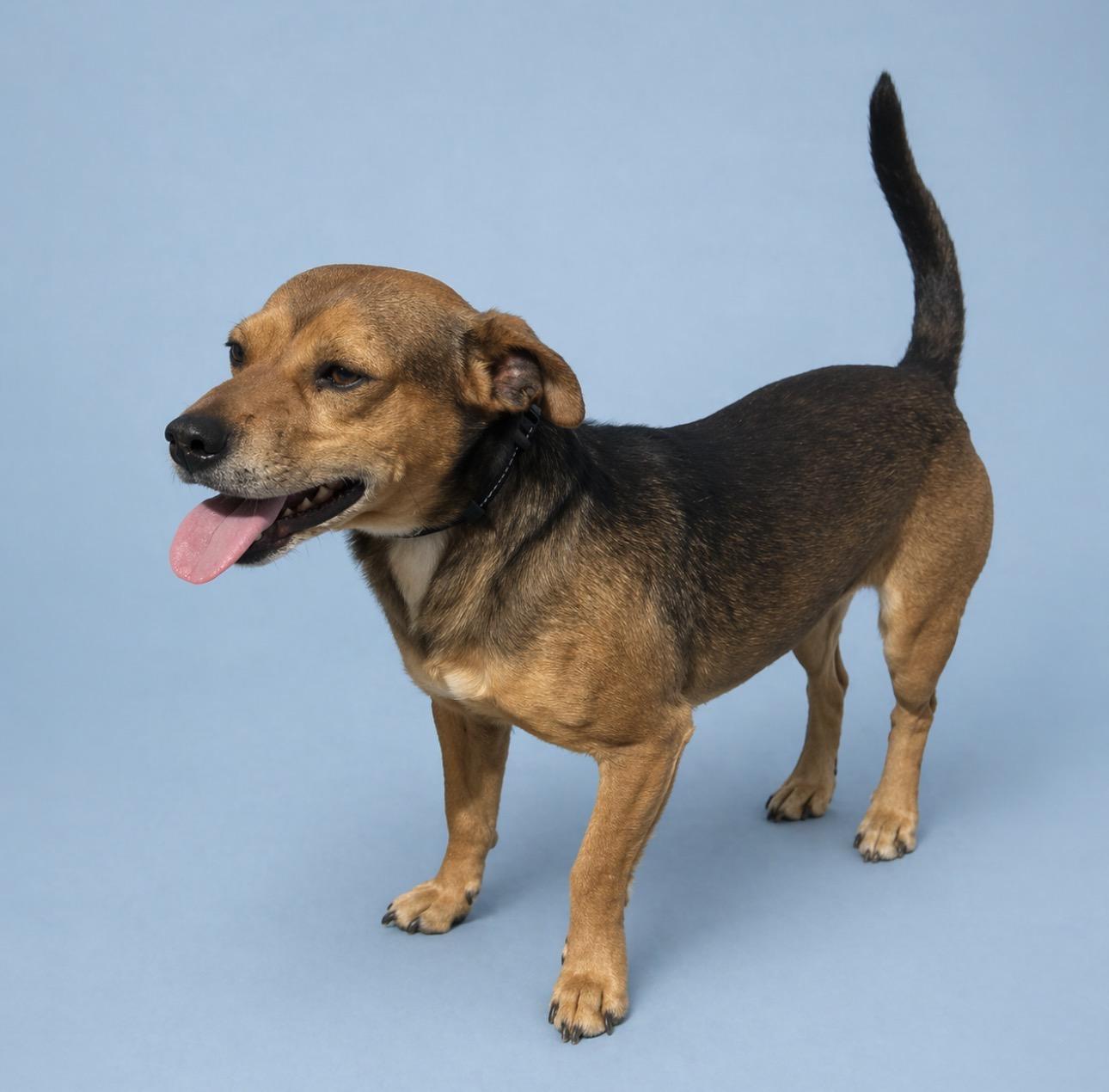 Enlarge Jo, an adopted mixed breed in Rochester, TX image 1/1
