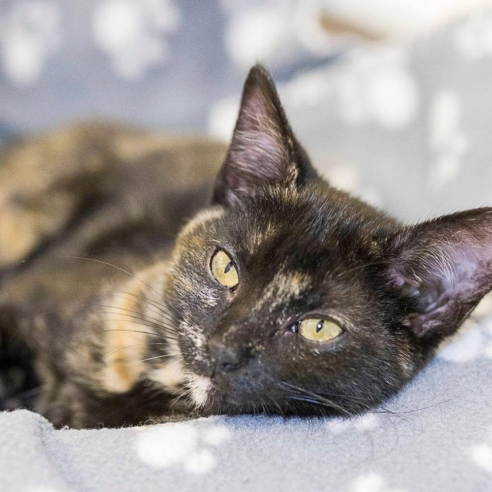 **Cat Cafe** Maple, a Adoptable Domestic Short Hair in Topeka, KS image 1/4