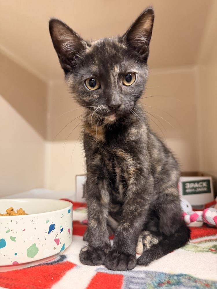 **Cat Cafe** Maple, a Adoptable Domestic Short Hair in Topeka, KS image 2/4