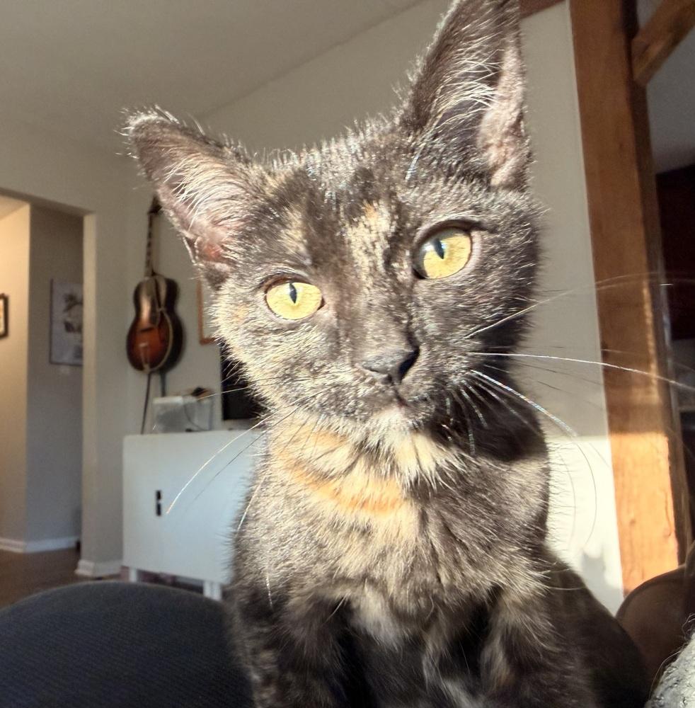 **Cat Cafe** Maple, a Adoptable Domestic Short Hair in Topeka, KS image 4/4