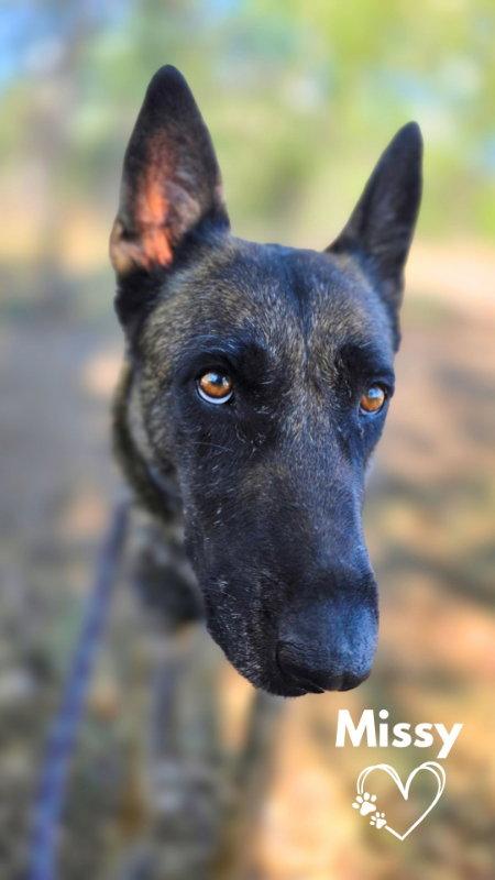 Missy, Adopted, Adult Female German Shepherd Dog.