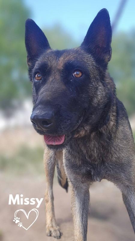Enlarge Missy, a Adopted German Shepherd Dog in Monte Vista, CO image 2/3