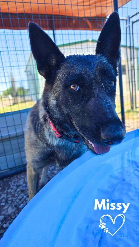 Enlarge Missy, a Adopted German Shepherd Dog in Monte Vista, CO image 3/3
