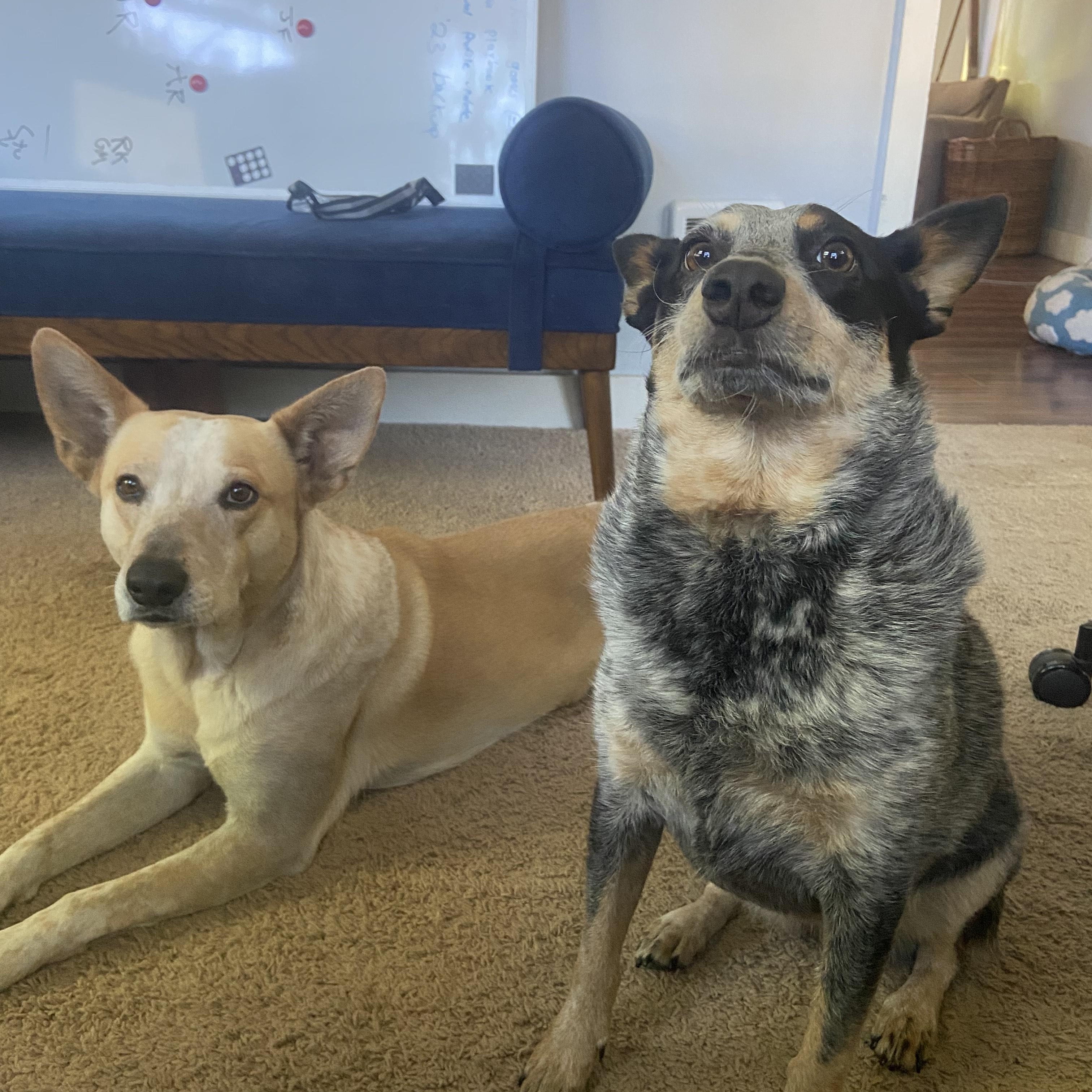 Enlarge Norma, a Adoptable Australian Cattle Dog / Blue Heeler in Puyallup, WA image 4/5