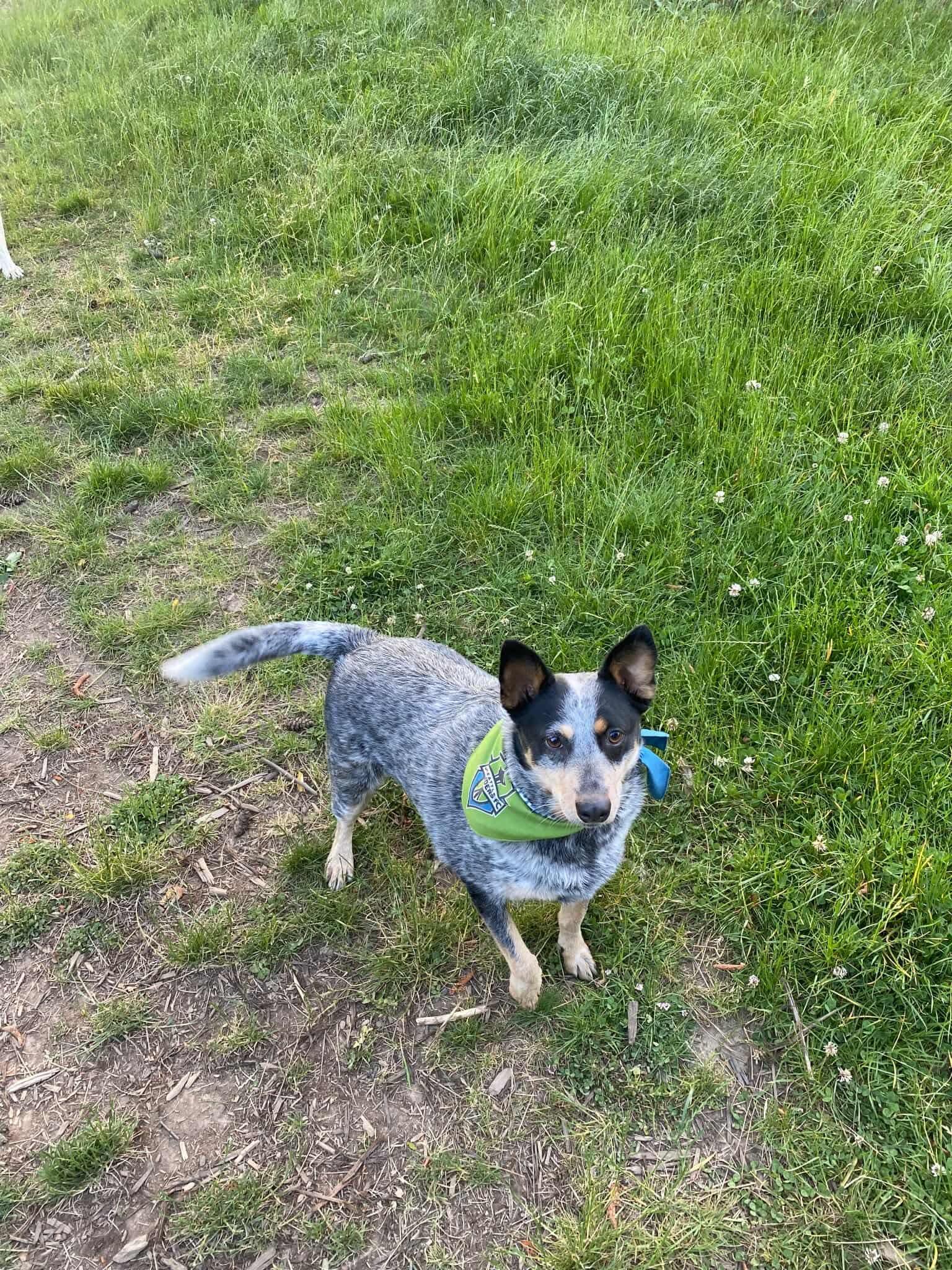 Enlarge Norma, a Adoptable Australian Cattle Dog / Blue Heeler in Puyallup, WA image 2/5