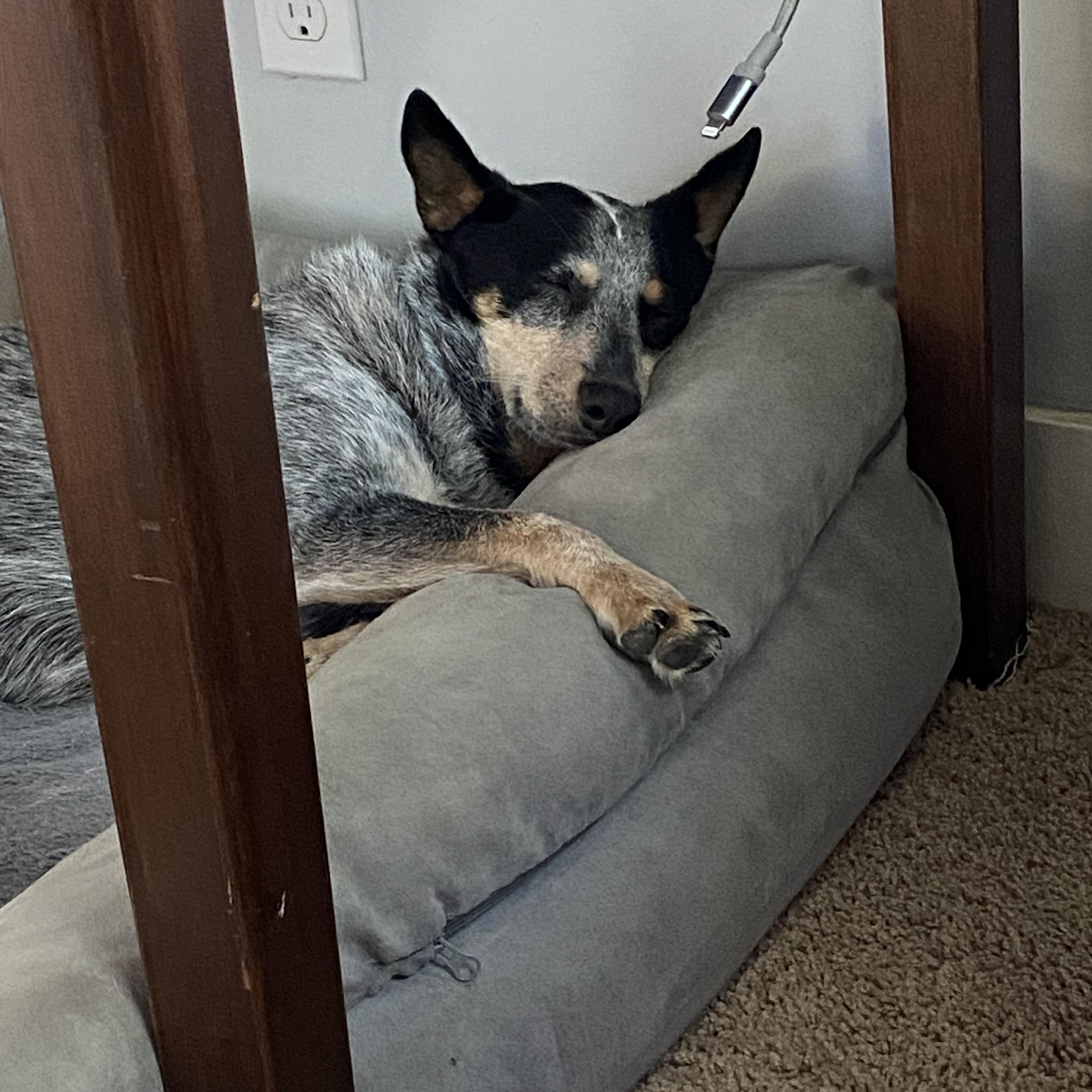 Enlarge Norma, a Adoptable Australian Cattle Dog / Blue Heeler in Puyallup, WA image 3/5