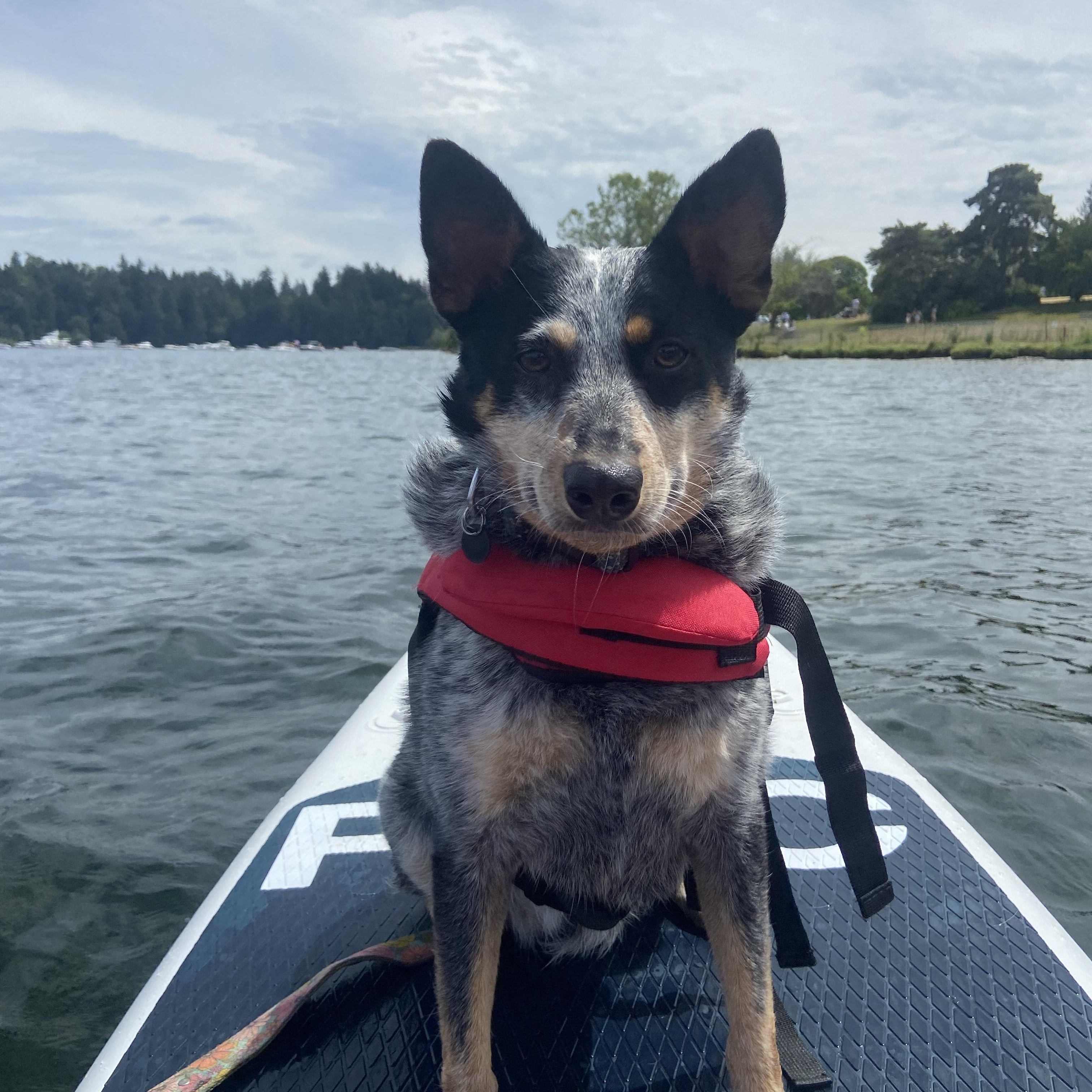 Enlarge Norma, a Adoptable Australian Cattle Dog / Blue Heeler in Puyallup, WA image 1/5
