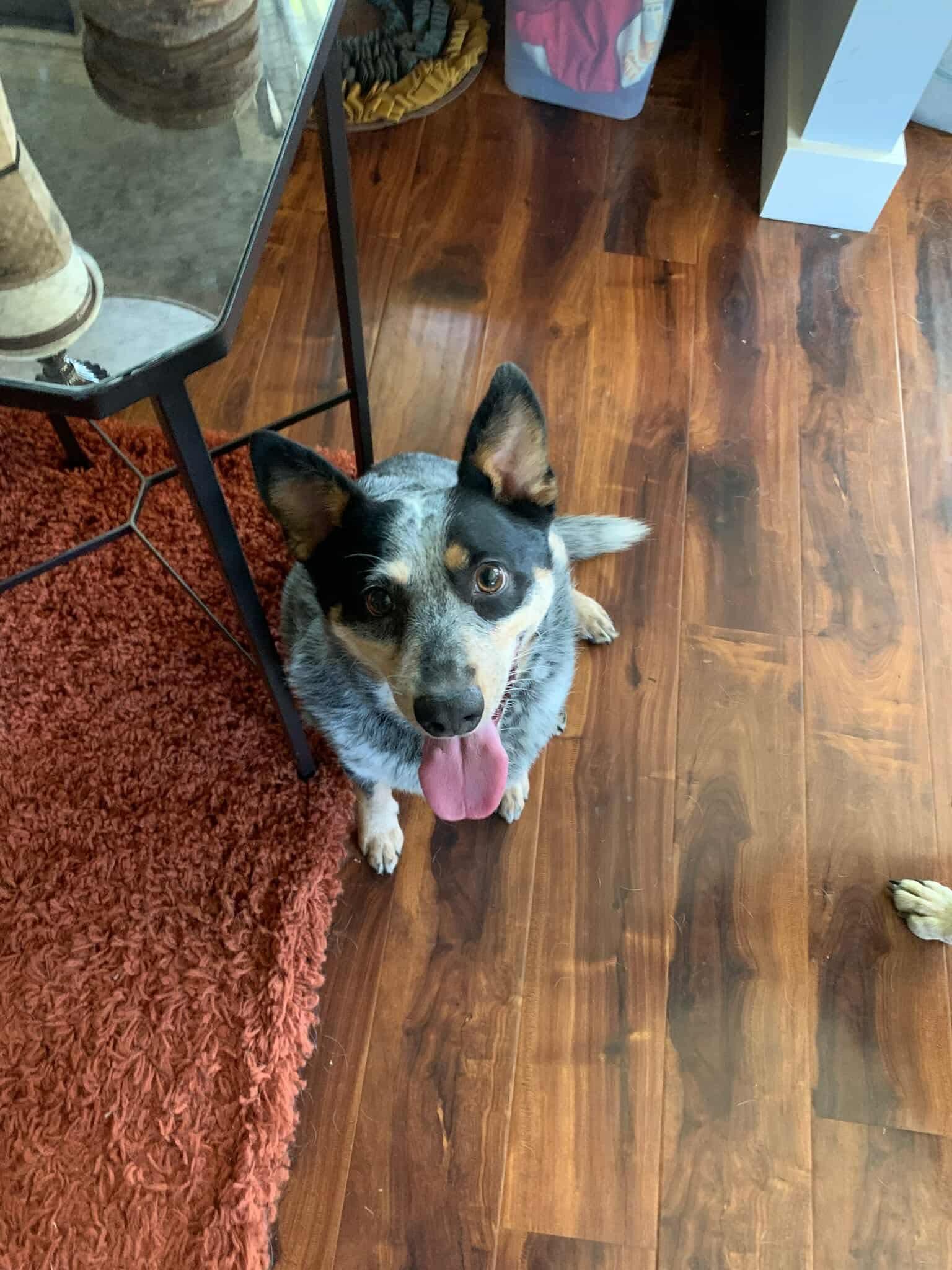 Enlarge Norma, a Adoptable Australian Cattle Dog / Blue Heeler in Puyallup, WA image 5/5