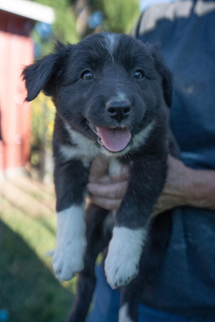 Daphne, ADOPTABLE, Puppy Female Border Collie & Cattle Dog.