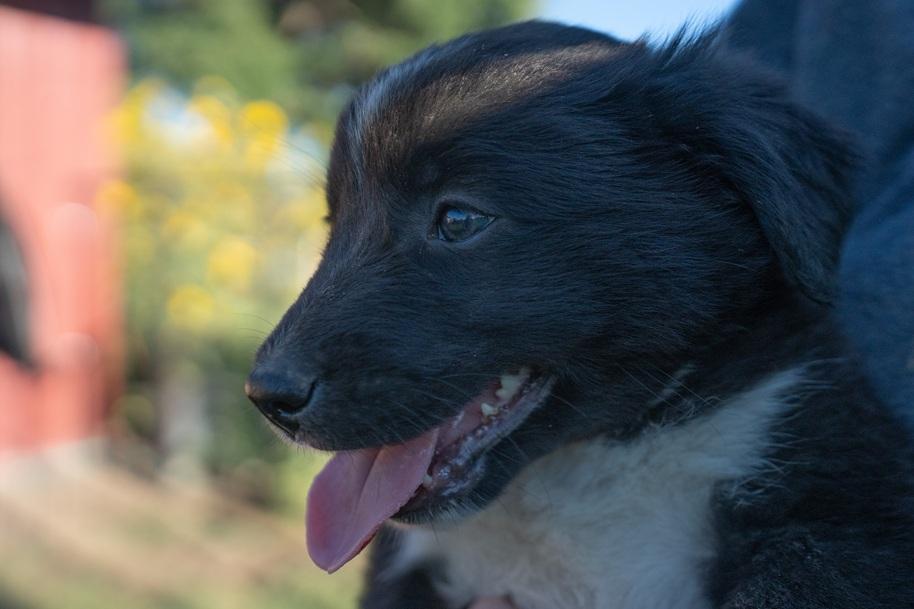 Daphne, a ADOPTABLE mixed breed in Bend, OR image 2/2