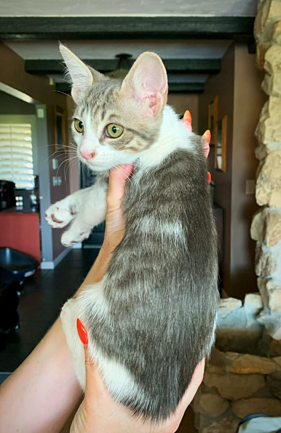 Enlarge Chai, a Adoptable Domestic Short Hair in Fresno, CA image 1/2