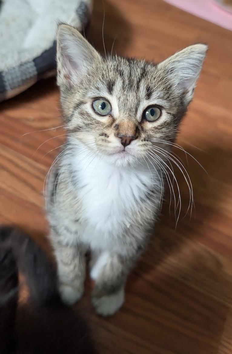 Enlarge River, a ADOPTABLE mixed breed in Granite Falls, NC image 6/6