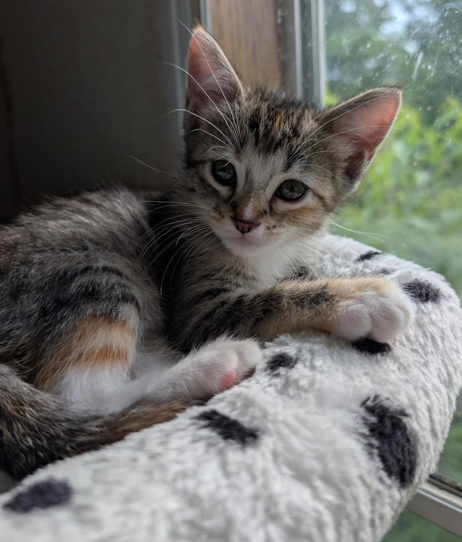 Enlarge River, a ADOPTABLE mixed breed in Granite Falls, NC image 3/6